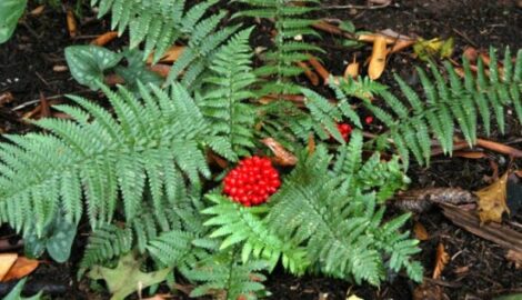 Botanical Wonders Abound in West Virginia’s ‘Cranberry Glades’ Image